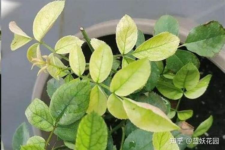 植物缺钙会发生这种不好的情况。