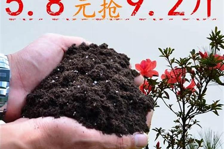 绿萝养水里为什么叶子变黄了