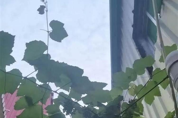 葡萄挂果期施什么肥料好？葡萄结果期冲施什么肥料好？