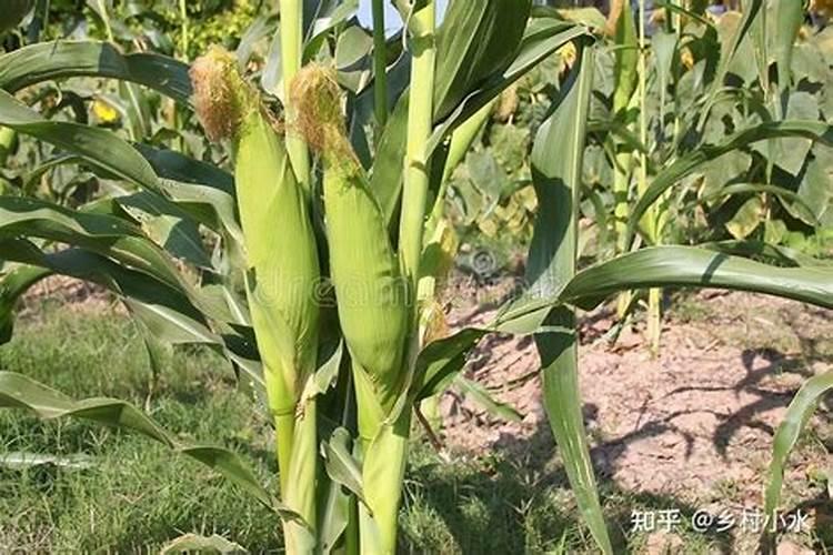 玉米大喇叭口期喷什么叶面肥