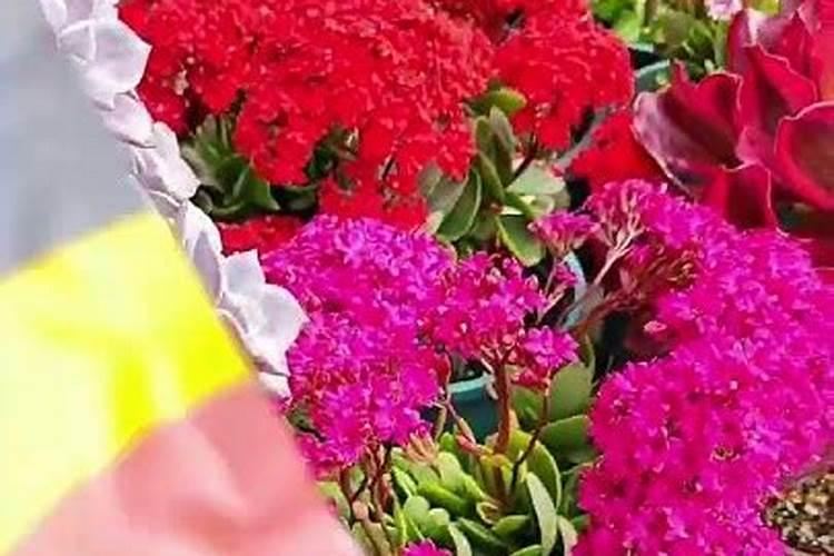 橘子树用什么肥好 施肥方法有哪些