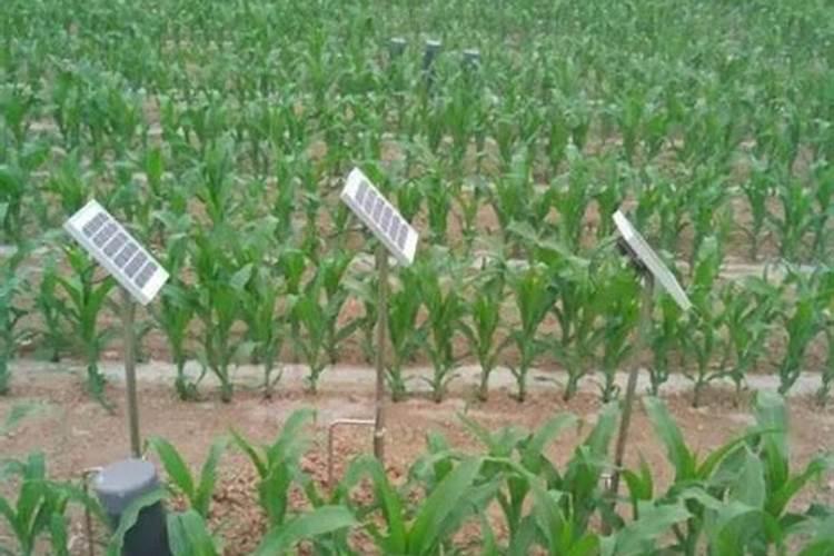 玉米苗浇水溶复合肥的浓度是多少