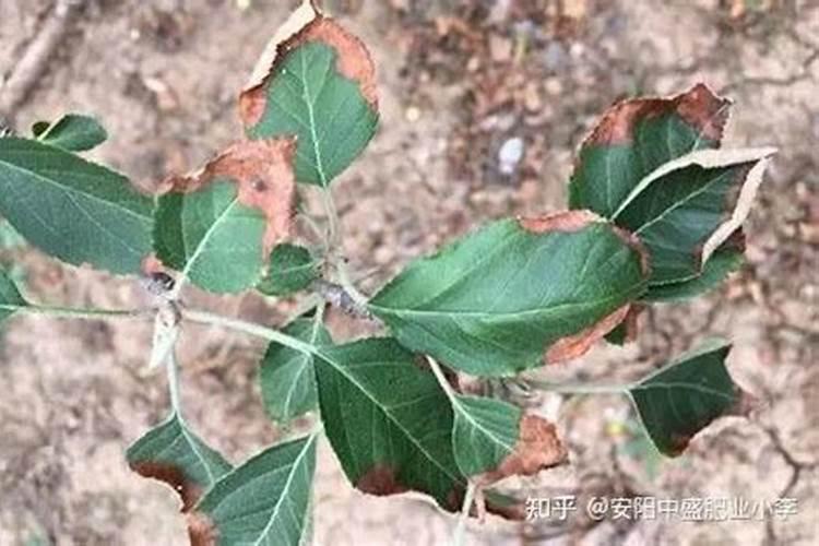 苹果用什么肥料果实更甜 增甜施什么肥好