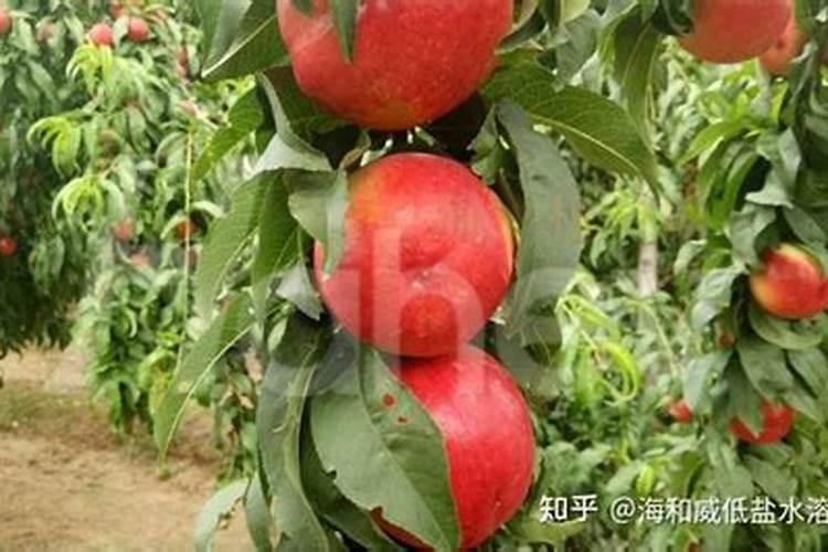 十大打农药最少的水果