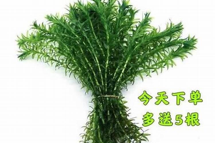 一亩地要多少玉米种子