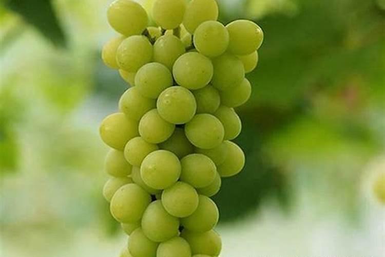 种植高粱用什么化肥