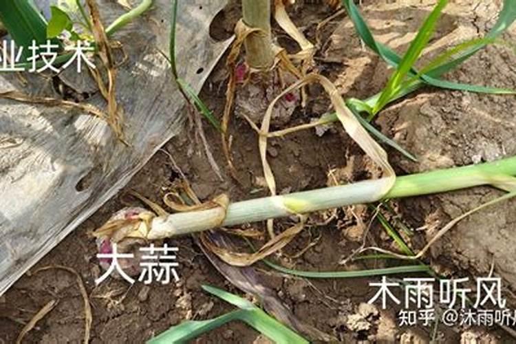 香菇怎么有敌敌畏的气味