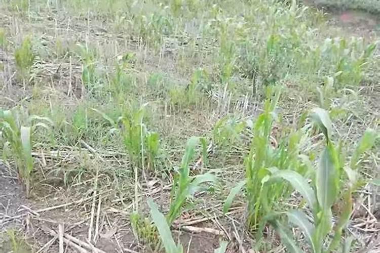 老师高粱出穗晚怎么能促早熟