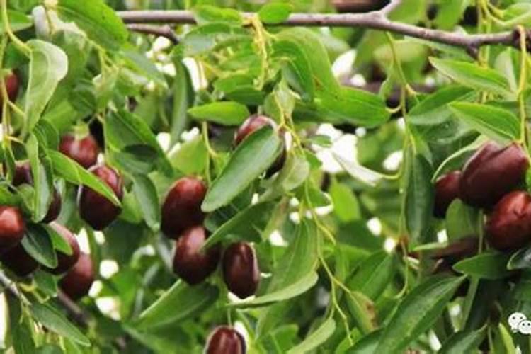 尿素肥料肥效多长时间