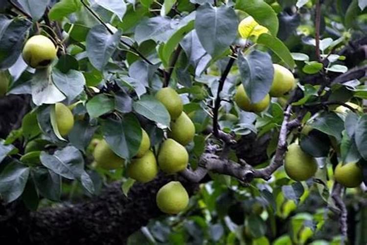 梨树追肥注意什么