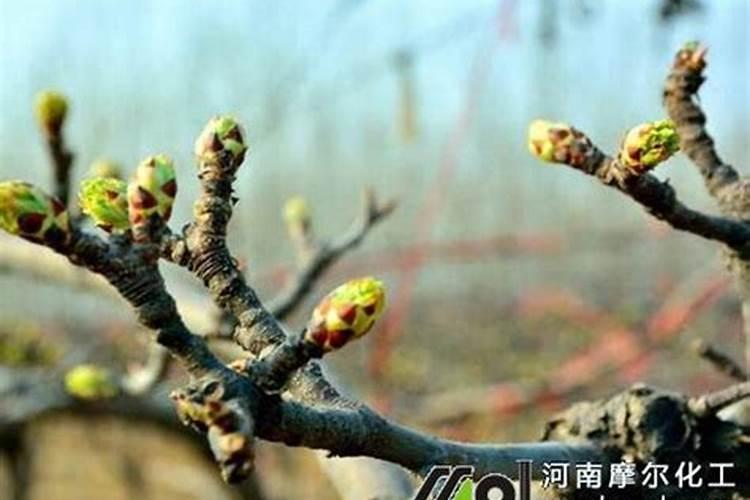 梨树从什么时候开始打叶面肥好