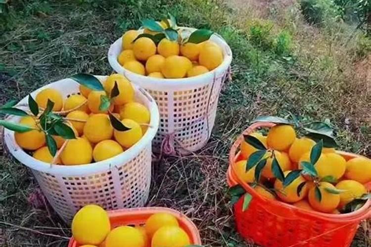 贵州特产是什么