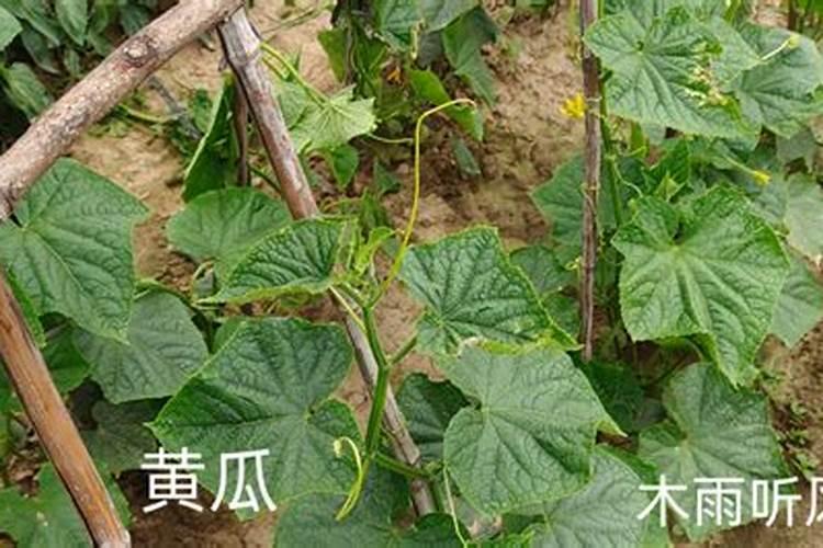 黄瓜定植后促生根方法