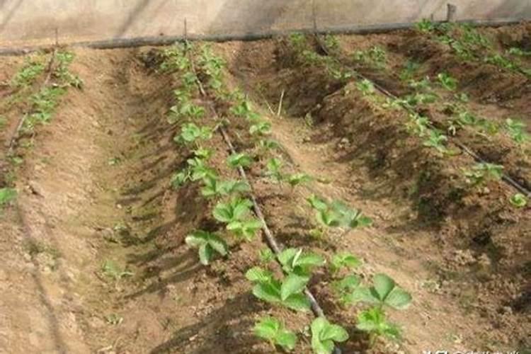 农药二次稀释的作用是什么？你有哪些了解？