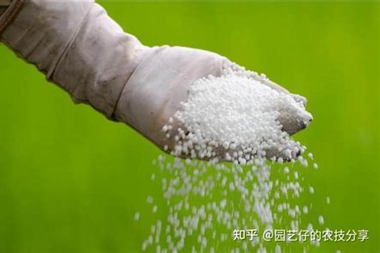 化肥烧根怎样判断
