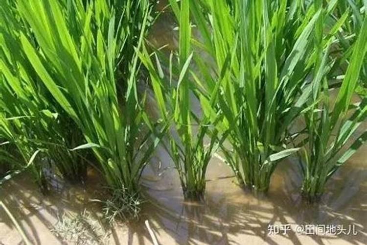 双氰胺是“三聚氰胺第二”吗？