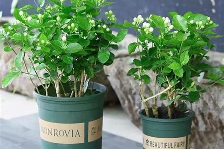 茉莉花多久施一次肥