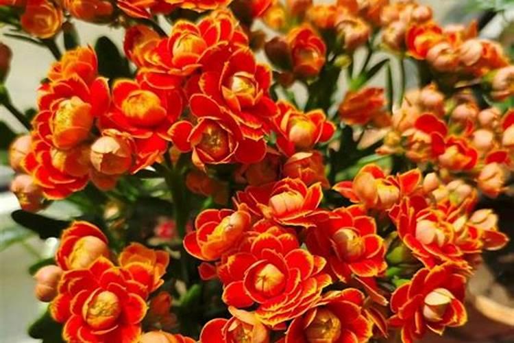 长寿花施什么肥较好