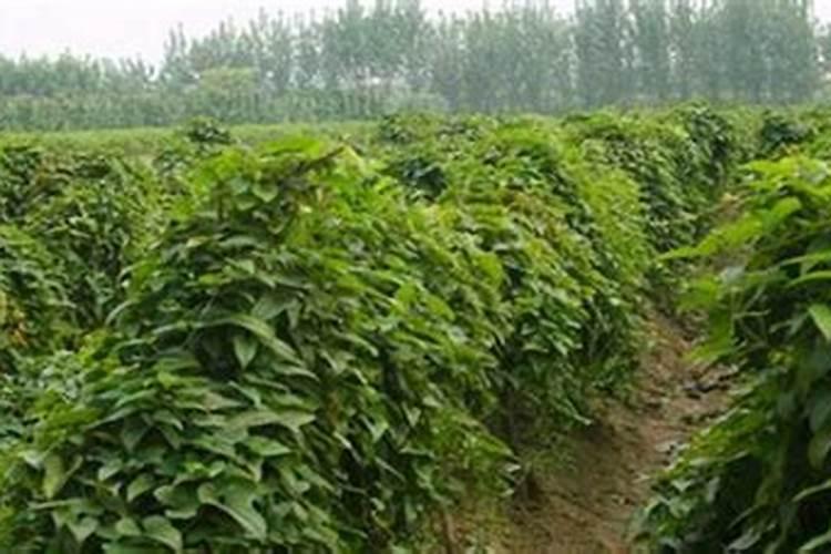 家养芦荟一般施什么肥叶片直挺肥厚