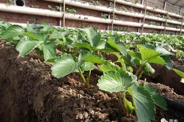 芋头膨大期施用什么肥料