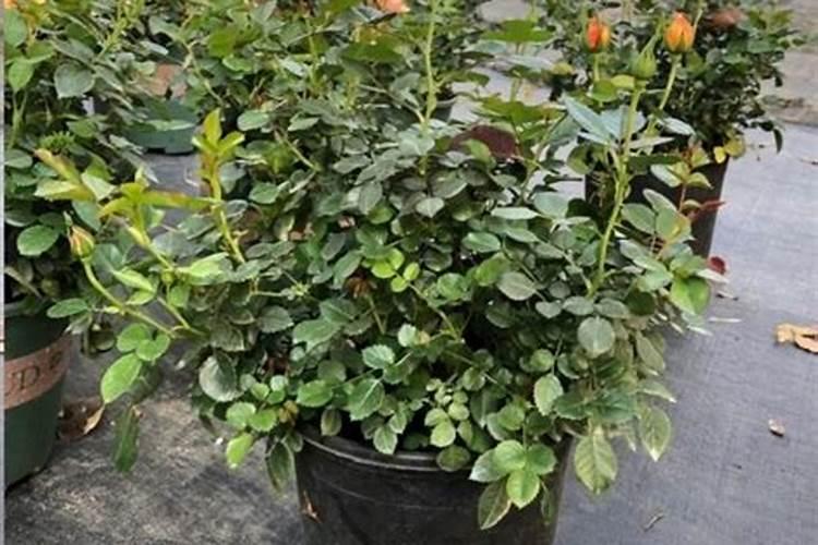 半夏增产叶面肥,生根肥料什么时候用效果好？