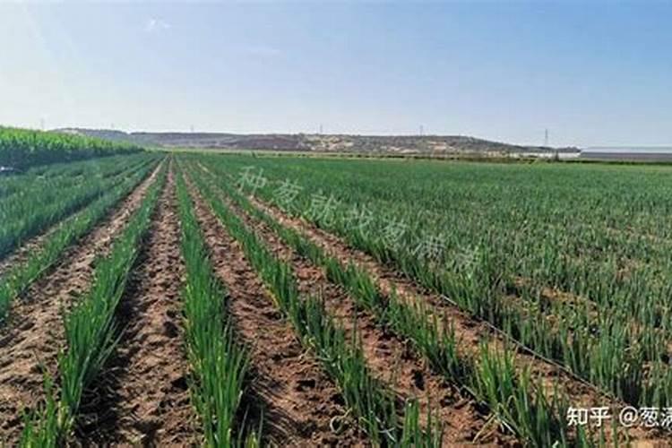 促进小麦分蘖和授粉的措施