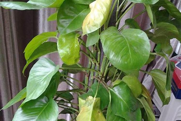 绿萝营养液是直接浇在上面还是兑水浇了绿萝营养液兑水还是直接浇花百 ...