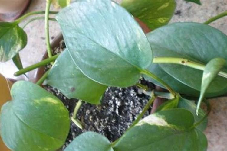 绿萝叶子发黄,主要是尖端到中间,发黄干枯,最后变黑。是怎么回事？