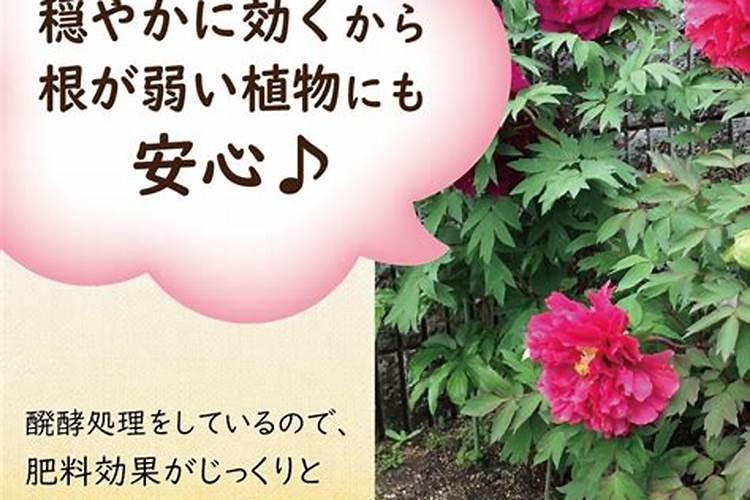 牡丹春季施什么肥料