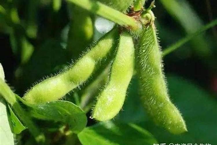 种植草莓需要什么肥料 种植草莓用什么肥料最好