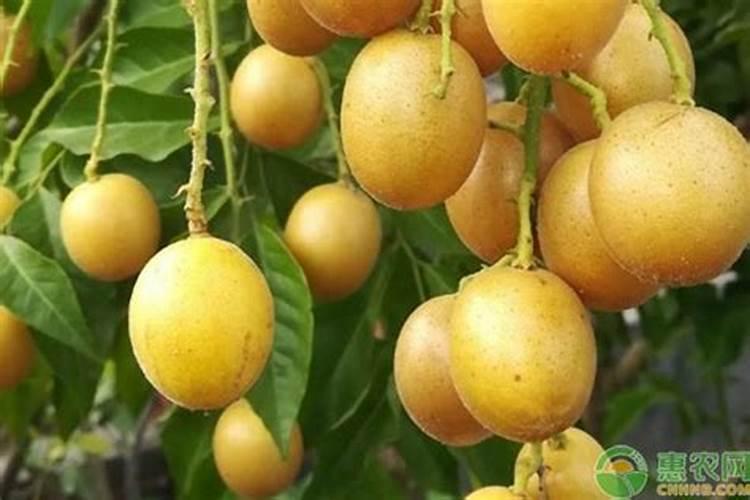 黄皮果怎么防虫