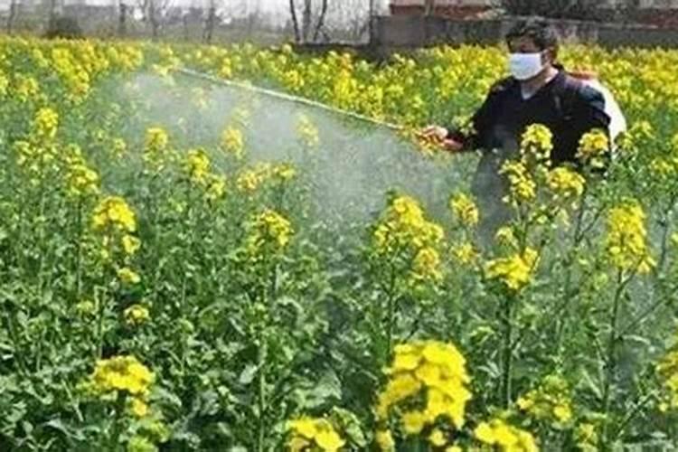 黄皮什么时候开花