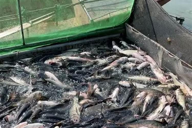 氨基酸肥料含磷钾吗