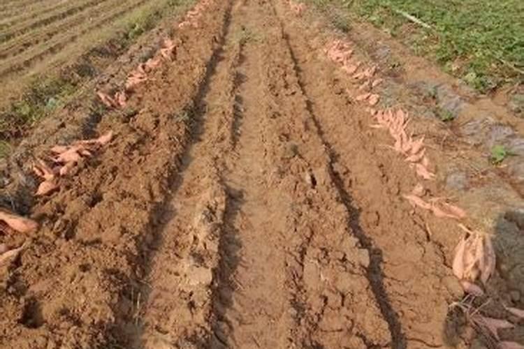 怎么种植红薯？