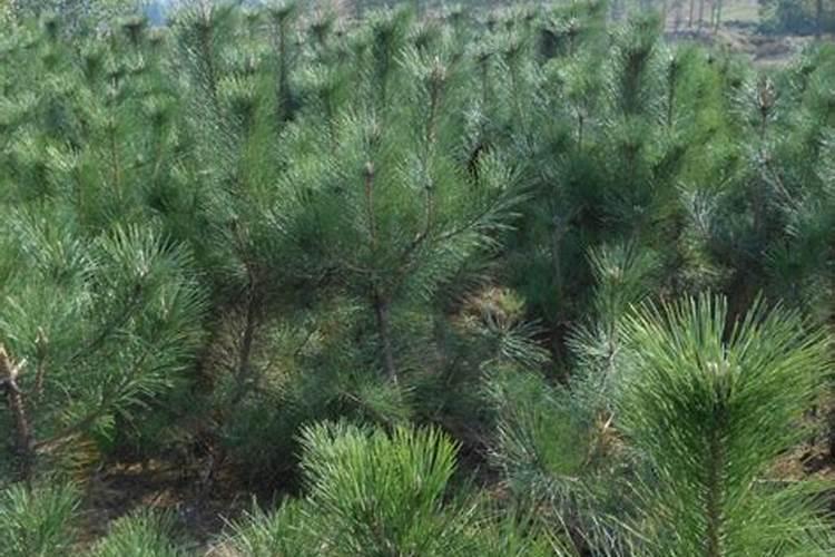 榴莲含什么营养成分