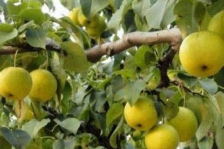 梨树6月份施什么肥