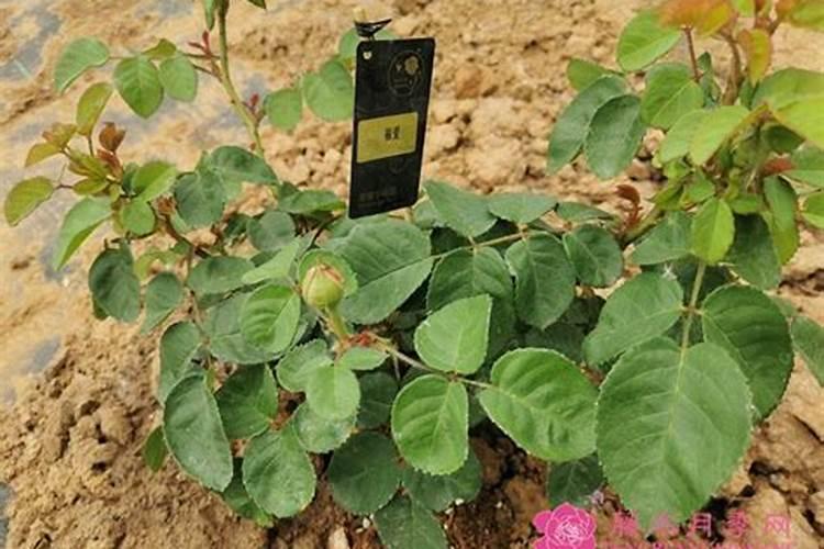 梨树什么时候施肥料最好