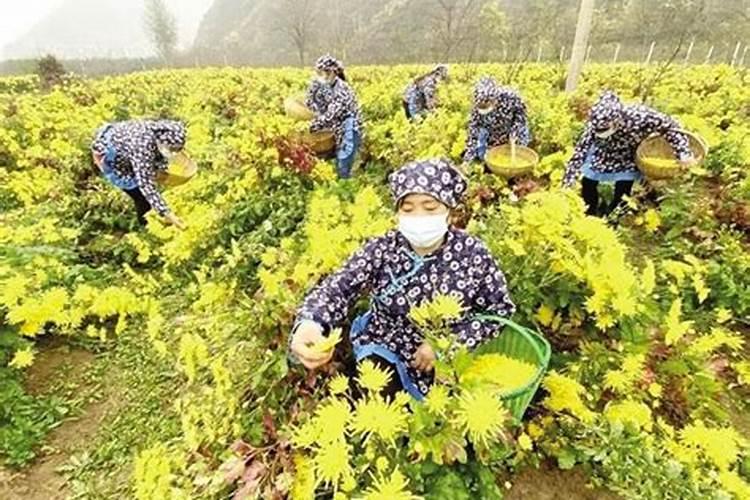 菊花一晒太阳叶子就蔫了能打叶面肥吗