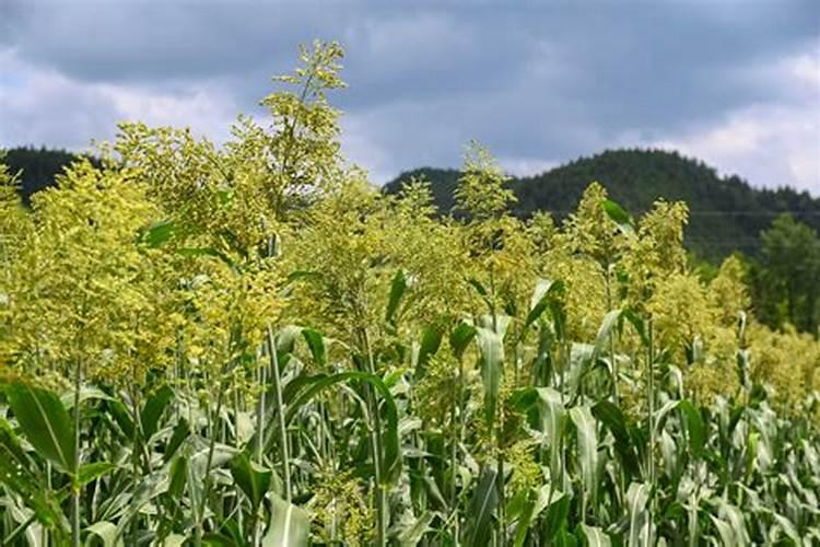 果树什么时候施肥料最好