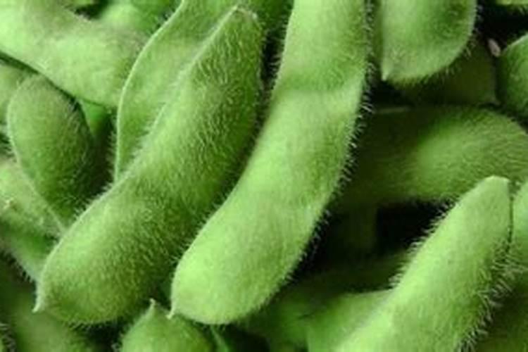 种植毛豆需要施什么肥