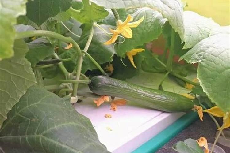 水培花卉叶面肥的使用