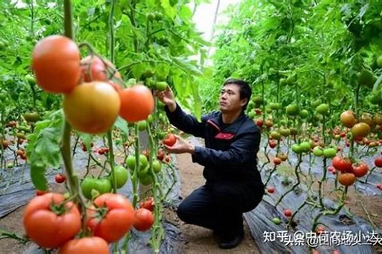 番茄苗徒长严重,怎么控制