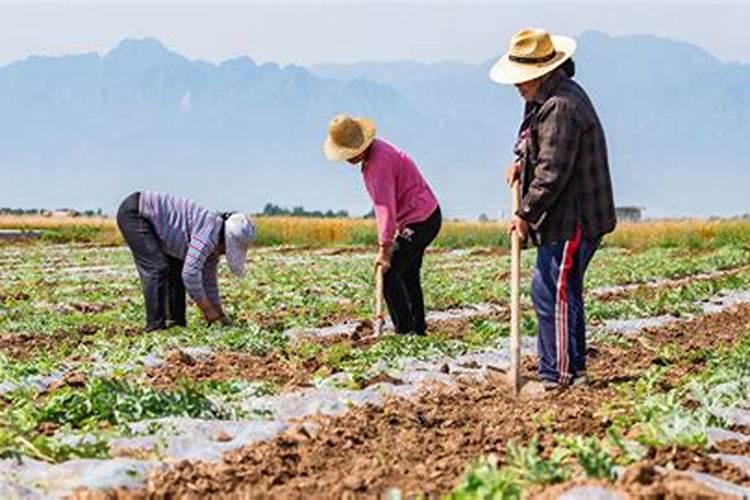 落花和落果怎么办