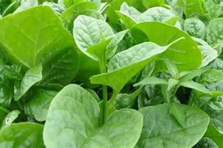 木耳菜繁殖方法