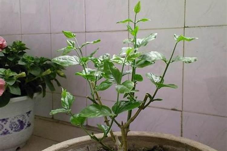 大豆未开花时能叶面喷肥吗