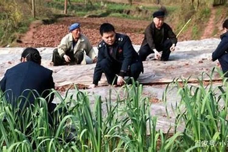 黄豆种子要一天要多少肥