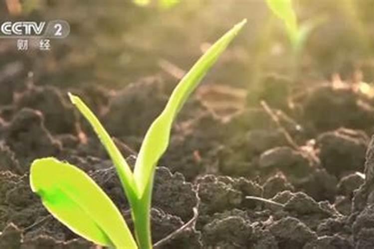 小麦底肥二胺好还是复合肥好