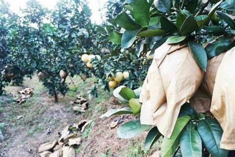 柚子什么时候开花