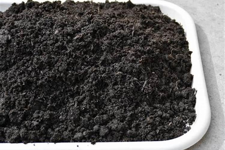 蓝妖:梦幻风铃草怎么养？新手照做,养好很简单