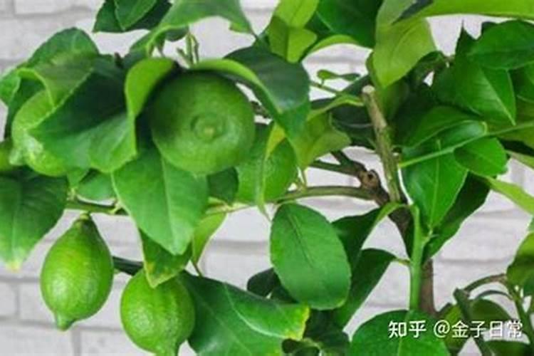 怎样判断天堂鸟缺水还是水多